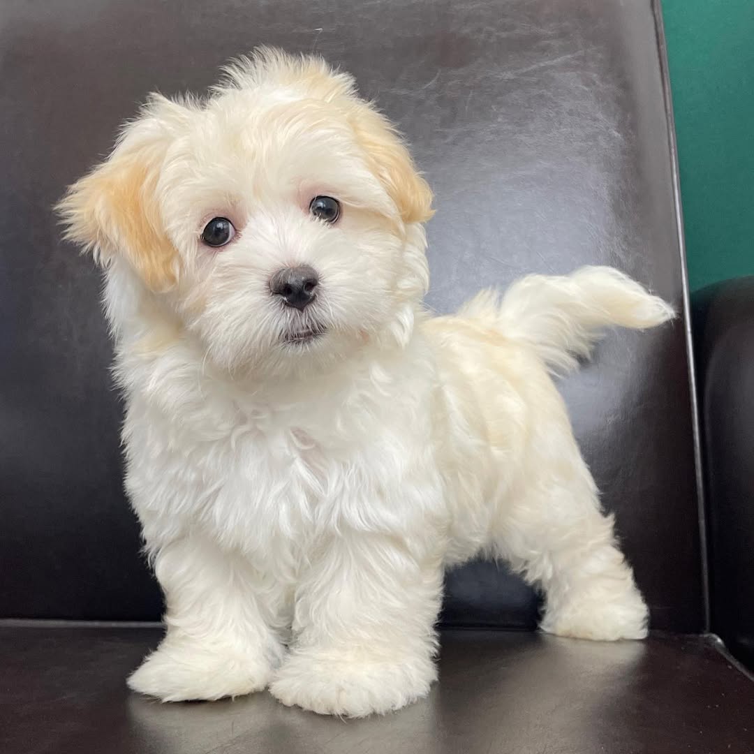 centralparkpuppies-20250719-0002