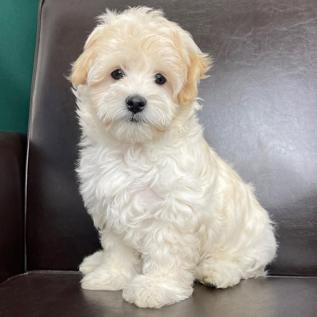 centralparkpuppies-20250719-0002