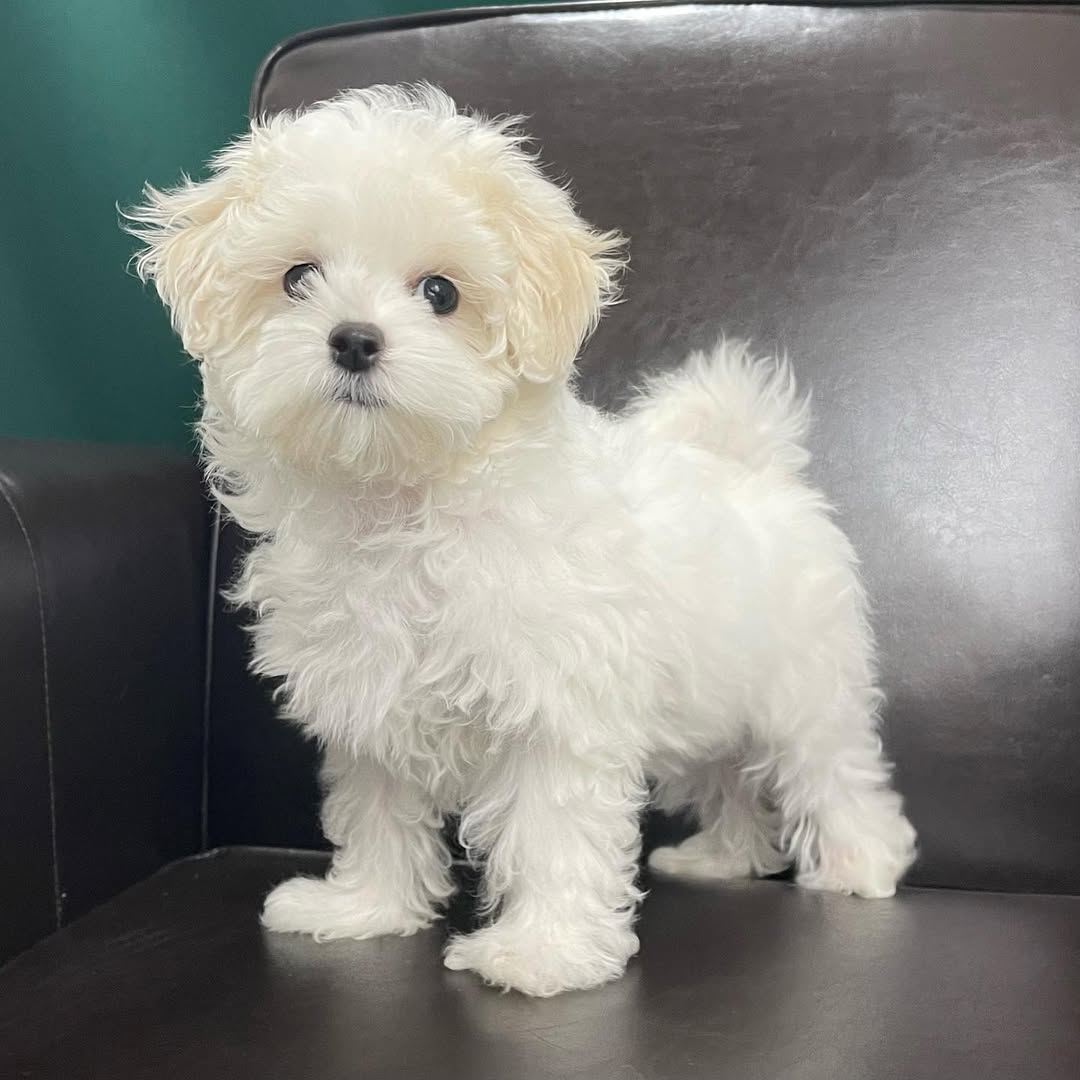 centralparkpuppies-20250719-0002