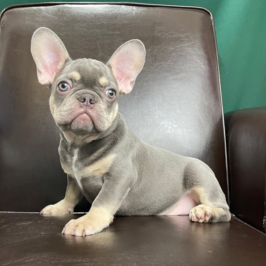centralparkpuppies-20250719-0003