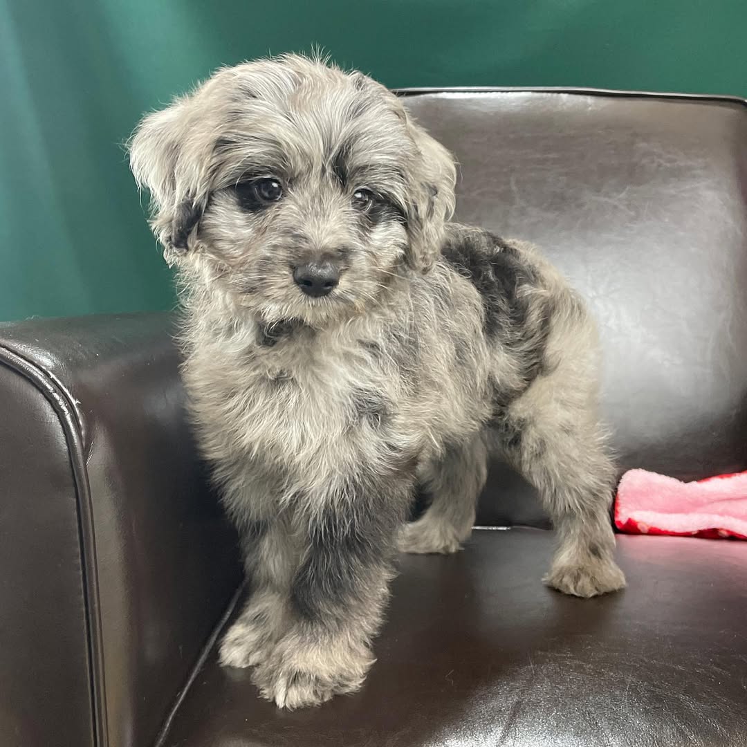 centralparkpuppies-20250719-0004