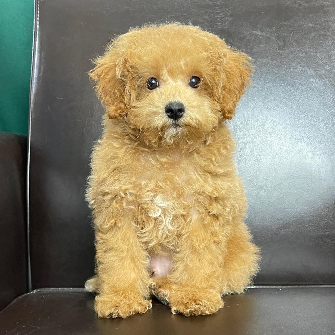 centralparkpuppies-20250719-0004