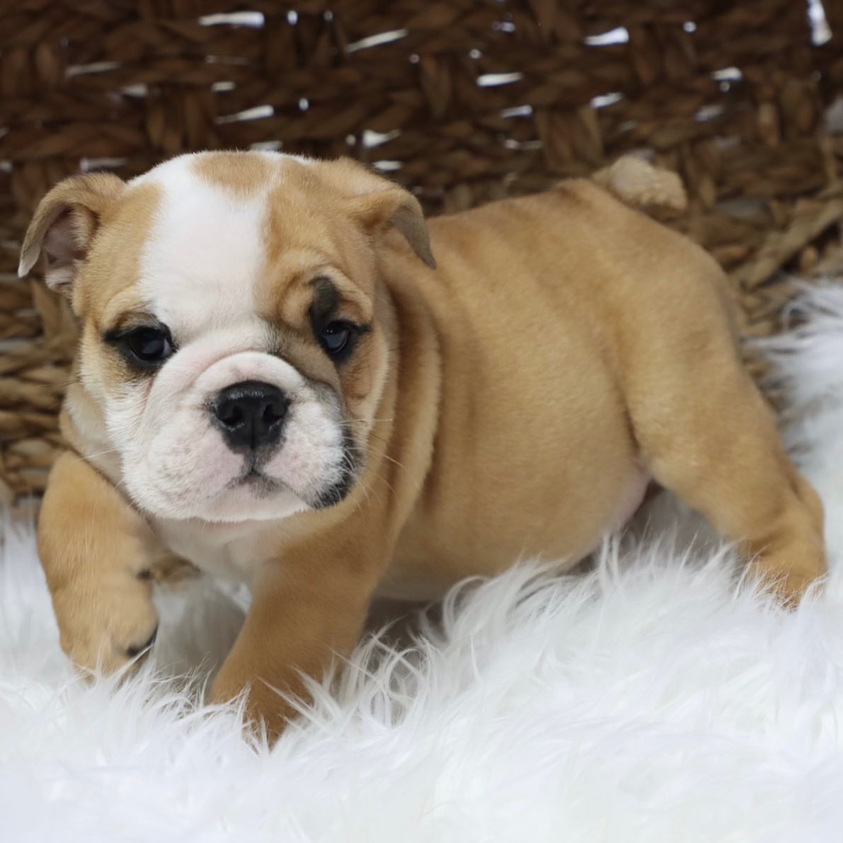 centralparkpuppies-20250719-0005