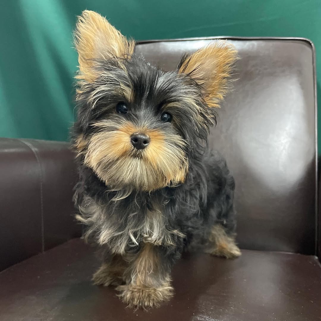 centralparkpuppies-20250719-0005
