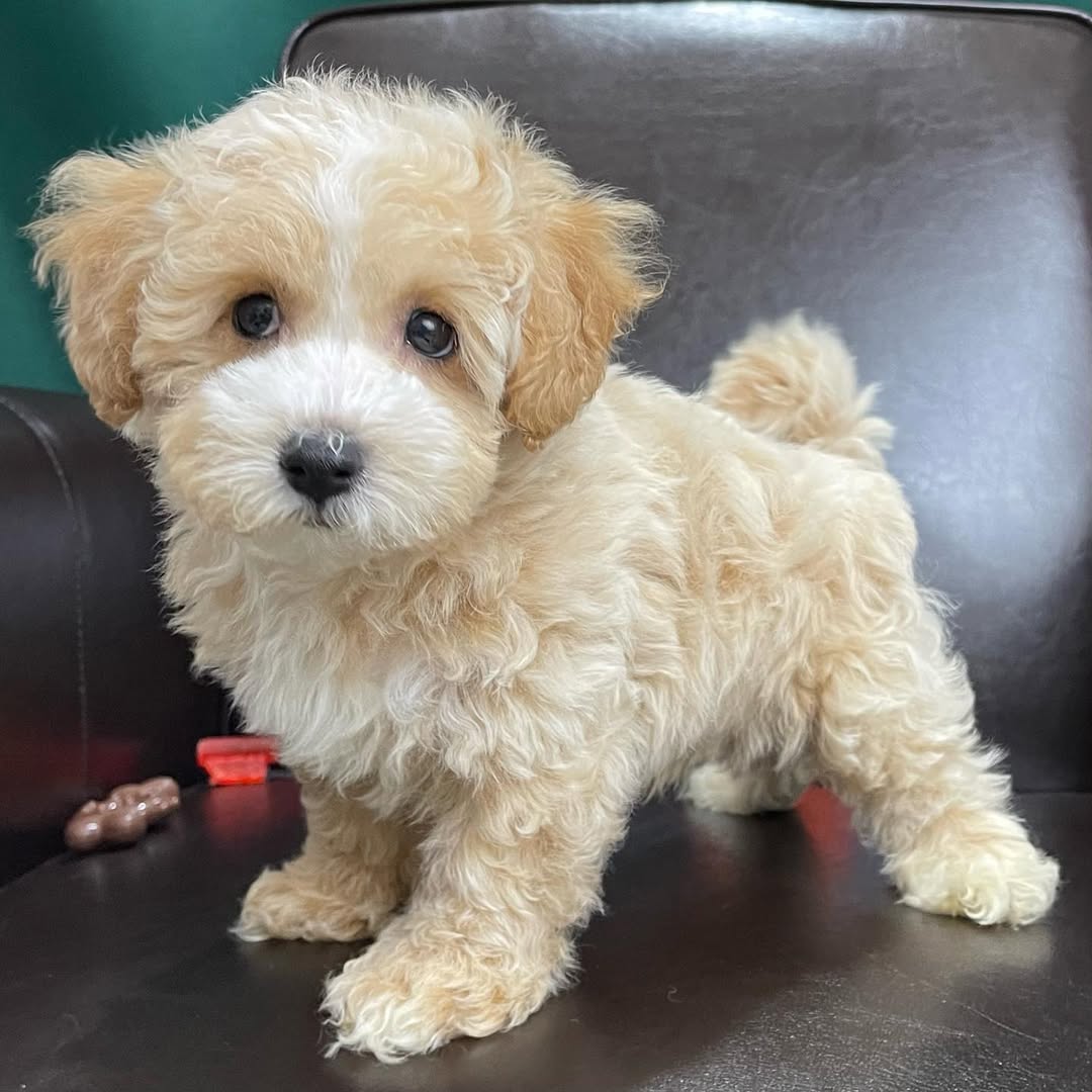 centralparkpuppies-20250719-0005