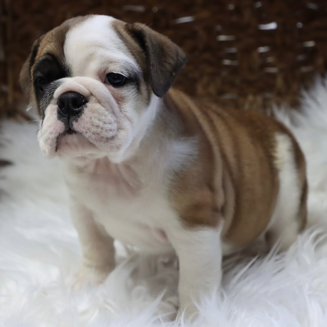 centralparkpuppies-20250719-0005