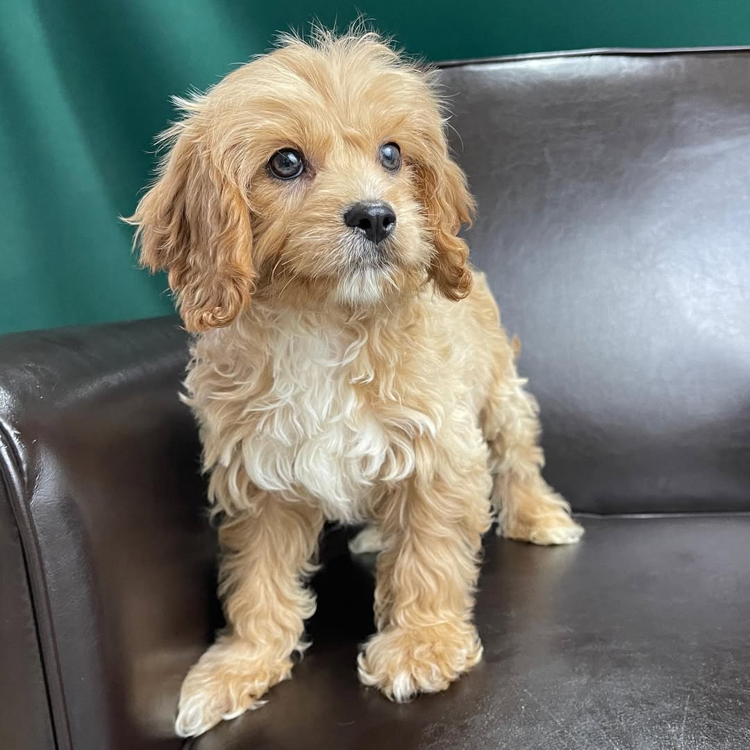 centralparkpuppies-20250719-0007
