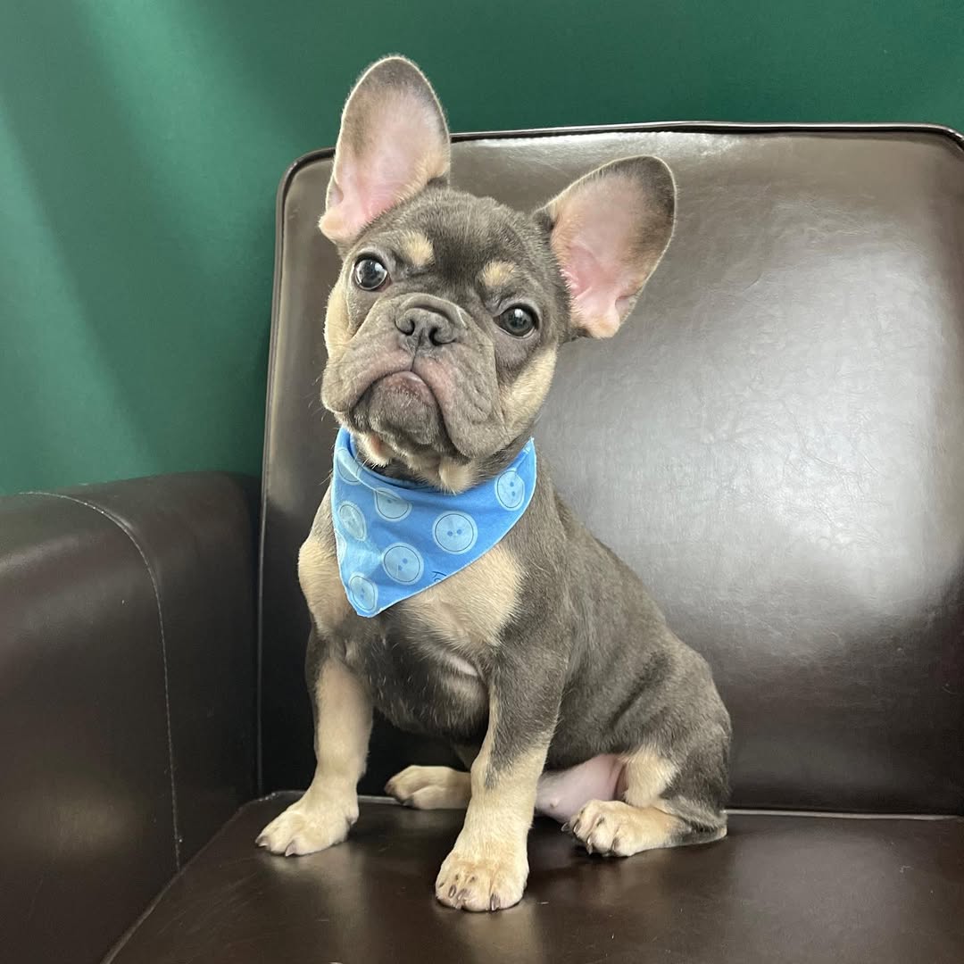 centralparkpuppies-20250719-0007
