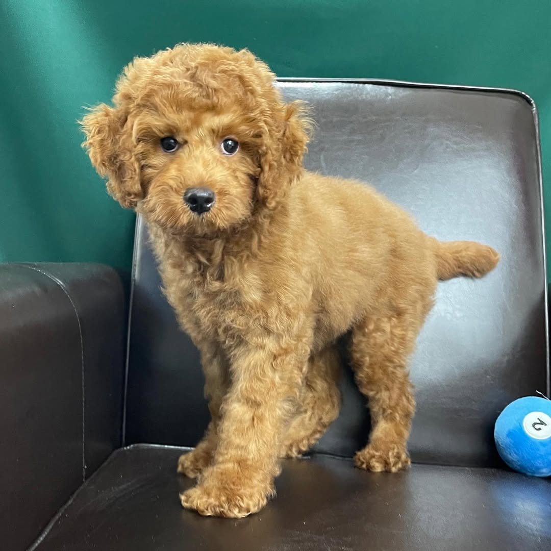 centralparkpuppies-20250719-0007
