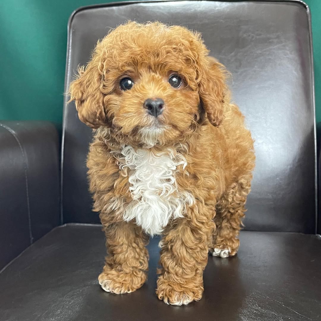 centralparkpuppies-20250719-0007