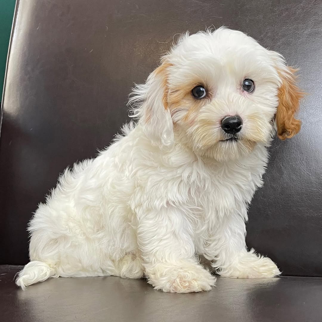 centralparkpuppies-20250719-0009