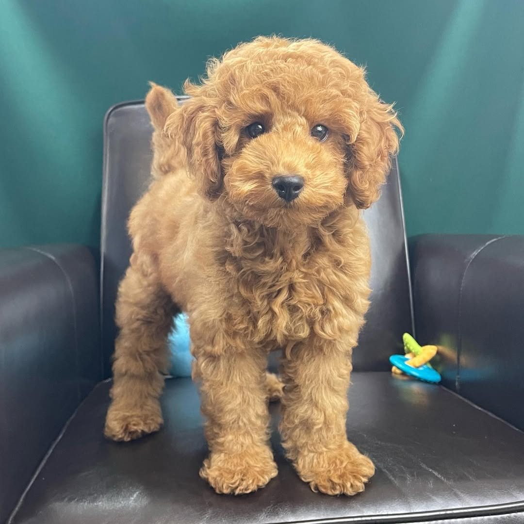 centralparkpuppies-20250719-0011