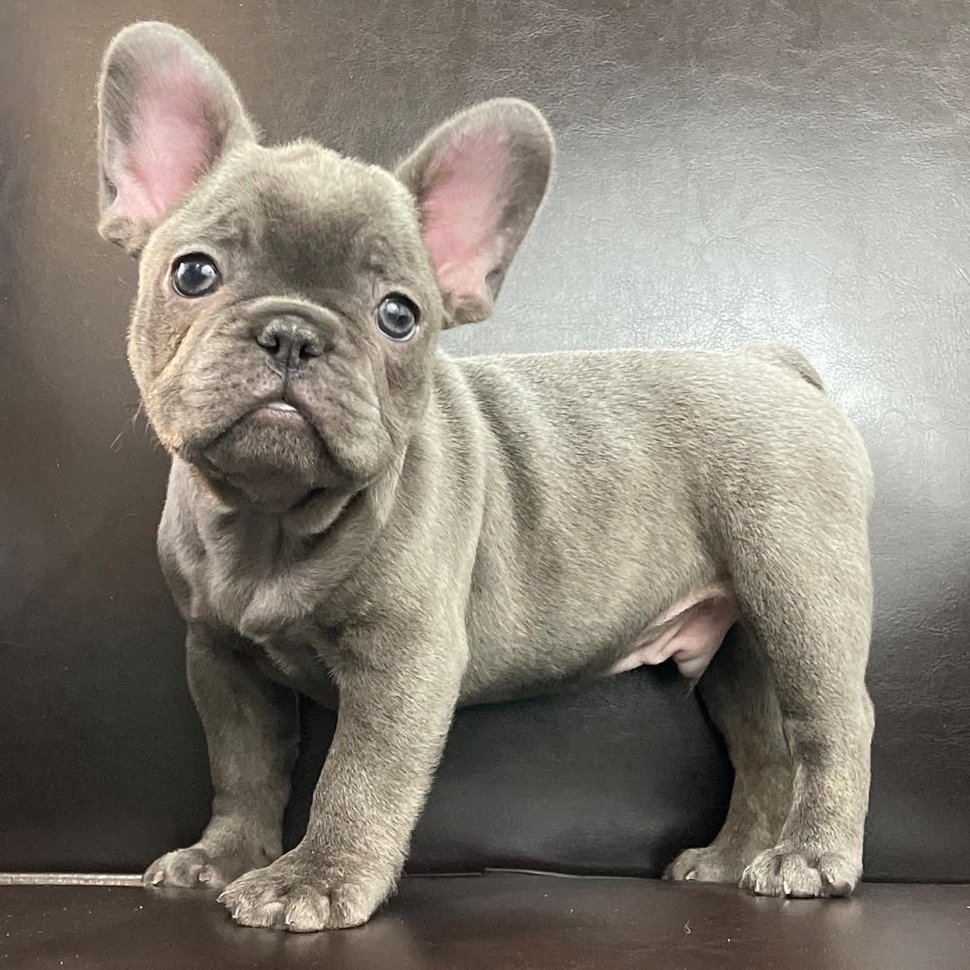 centralparkpuppies-20250719-0012