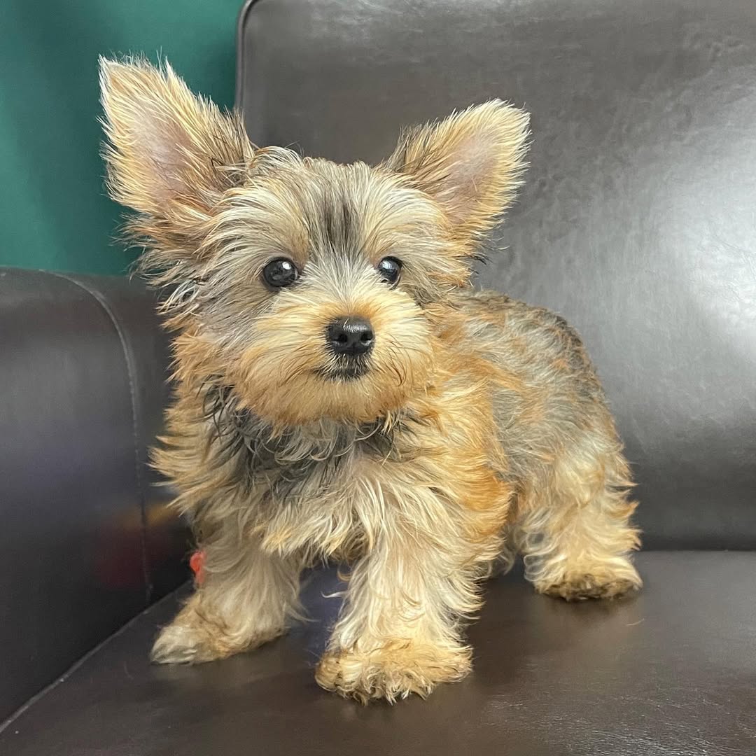 centralparkpuppies-20250719-0015