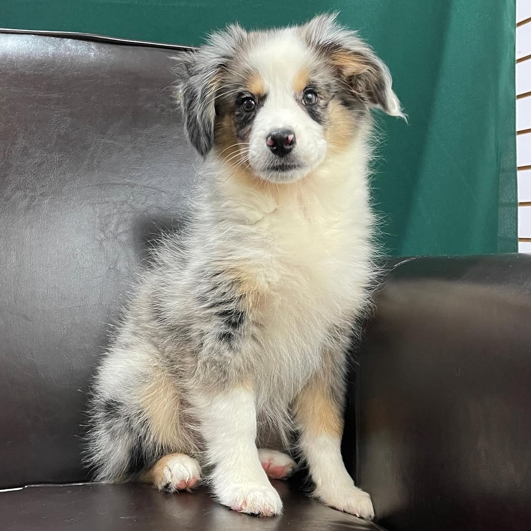 centralparkpuppies-20250719-0016