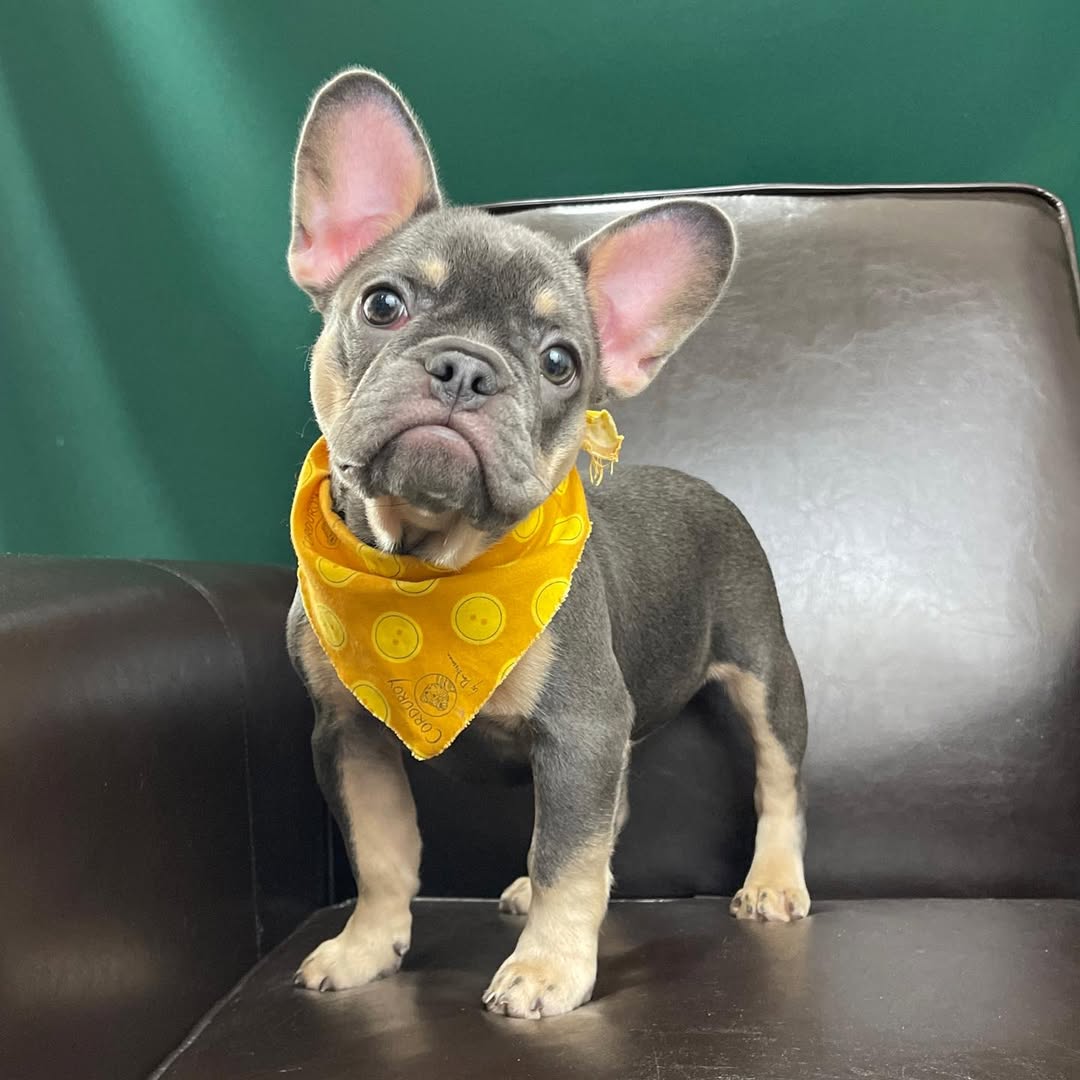 centralparkpuppies-20250719-0019